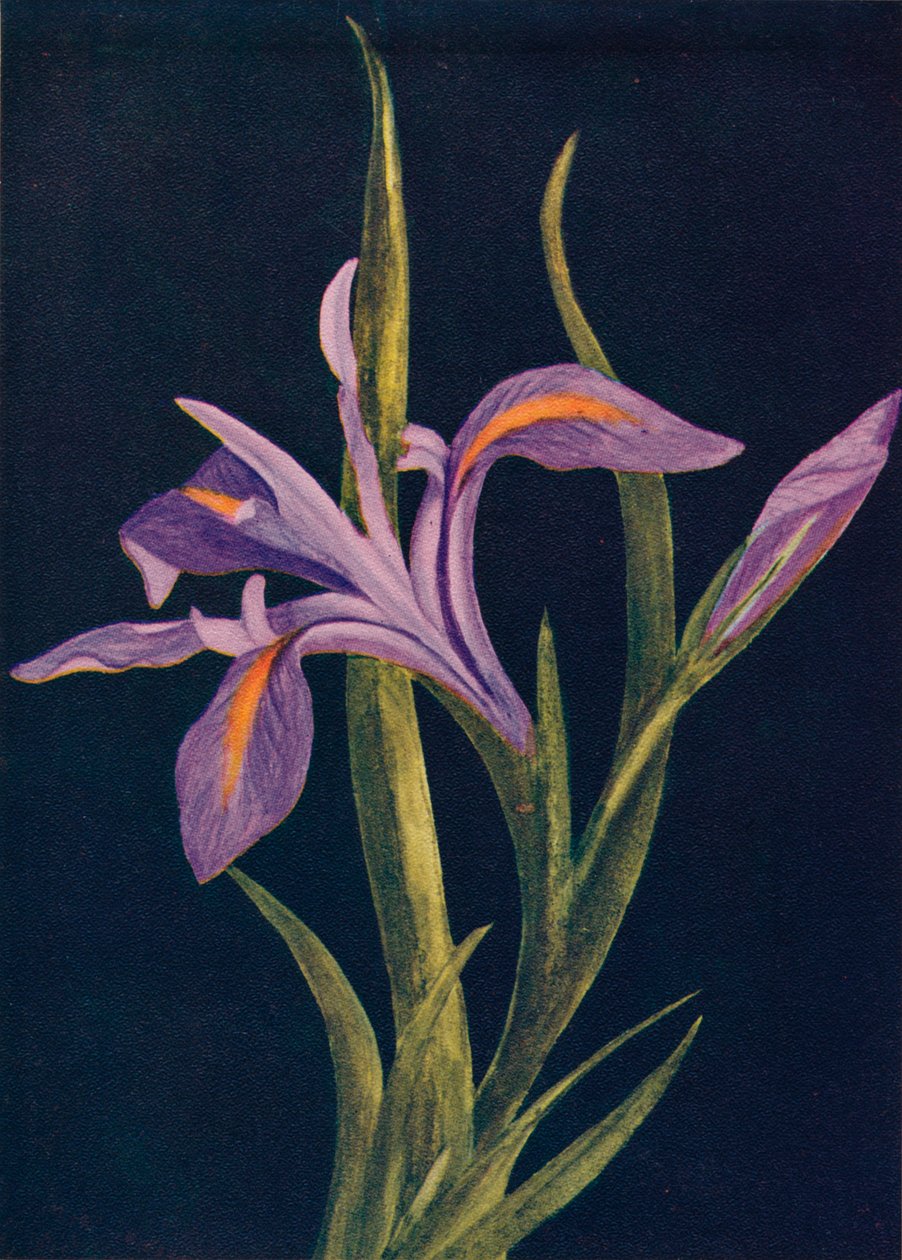 グランドアイリス、c1915、1915 作： エマ・グラハム時計