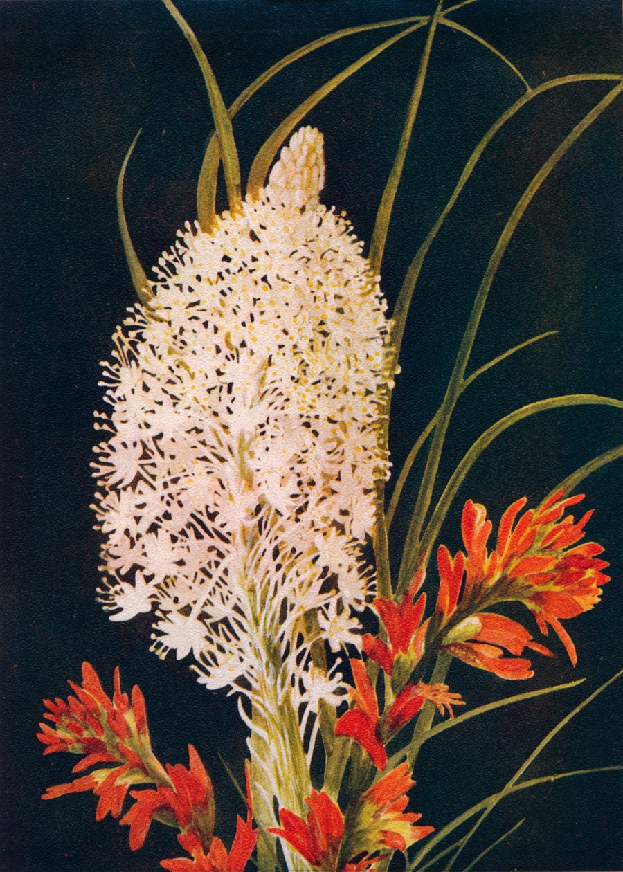 Squaw Grass and Scarlet Paint Brush、c1915、1915 作： エマ・グラハム時計