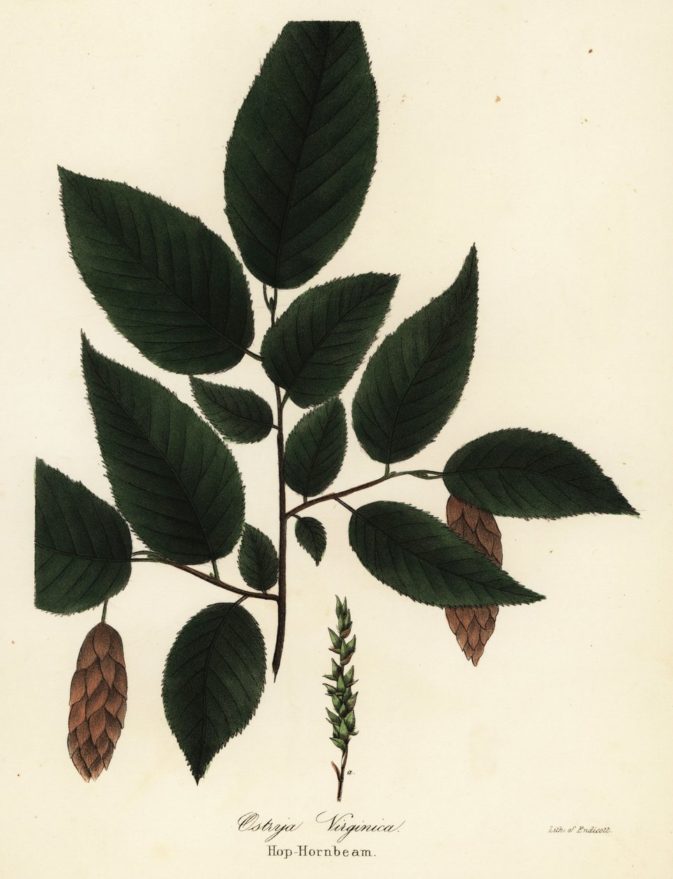 アメリカ hophornbeam、Ostrya virginiana (Hop-hornbeam、Ostrya virginica) 作： エンディコットエンディコット