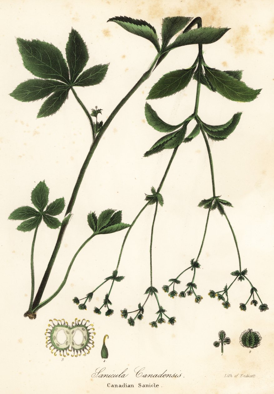 カナダ Blacksnakeroot またはカナダ Sanicle、Sanicula カナデンシス 作： エンディコットエンディコット
