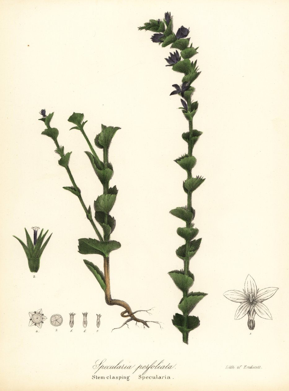 握り金星の鏡または握りキキョウ、Triodanis perfoliata (幹握り鏡、Specularia perfoliata) 作： エンディコットエンディコット