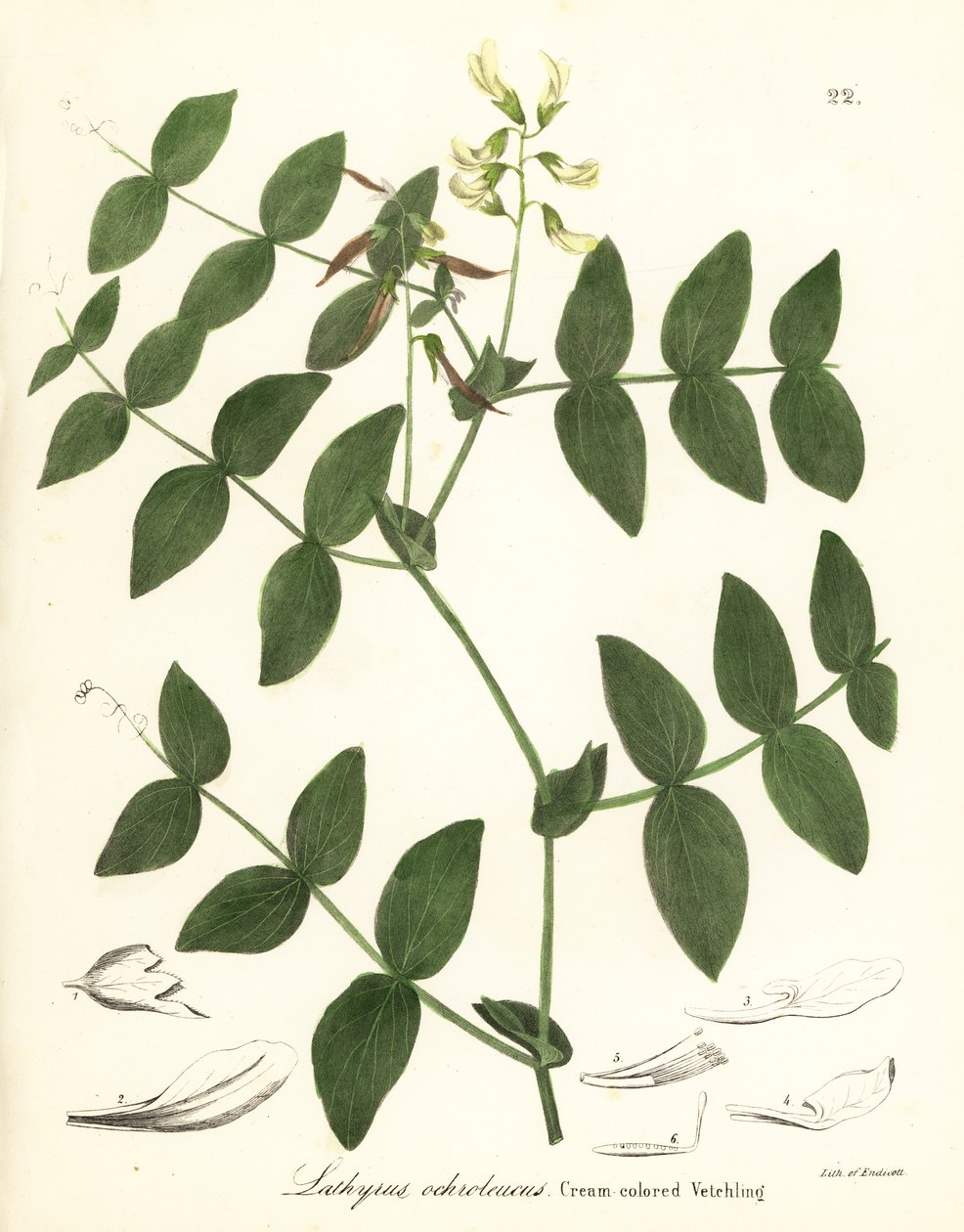 クリームエンドウまたはクリーム色のレンゲ、Lathyrus ochroleucus 作： エンディコットエンディコット