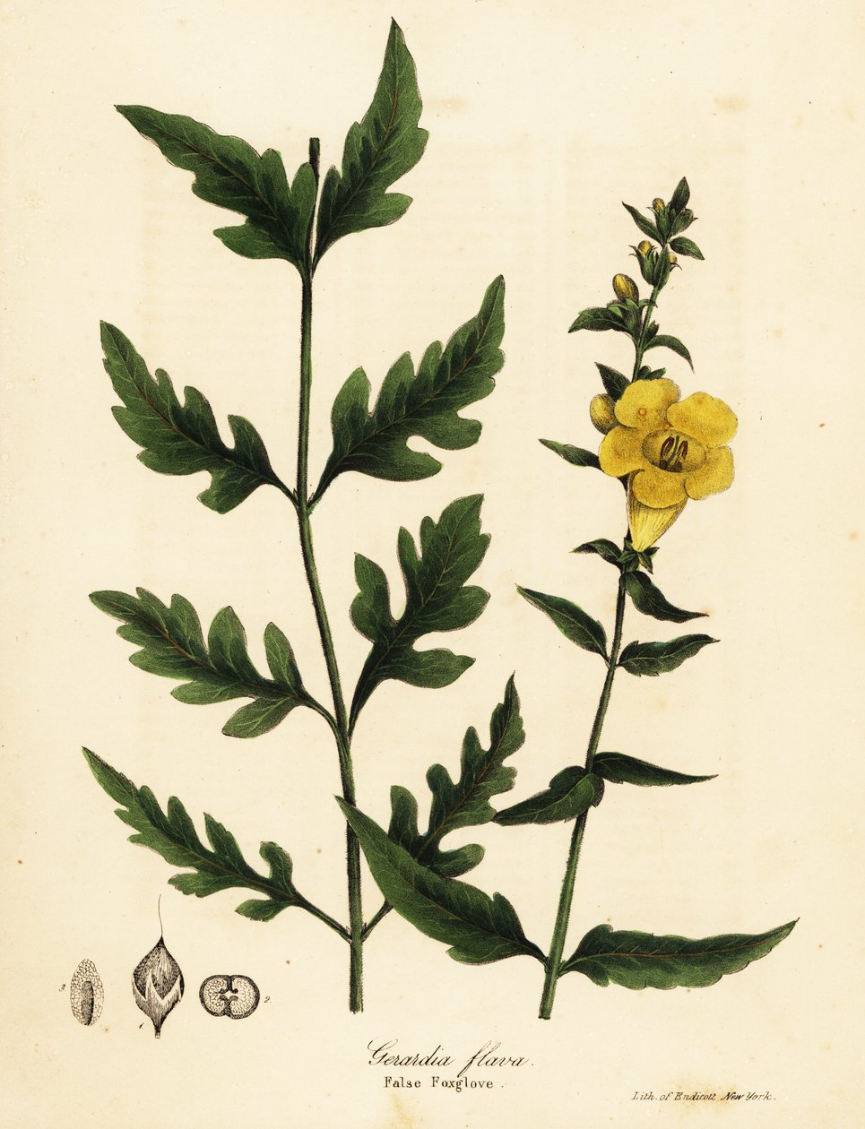 False ジギタリス、Aureolaria flava (Gerardia flava) 作： エンディコットエンディコット