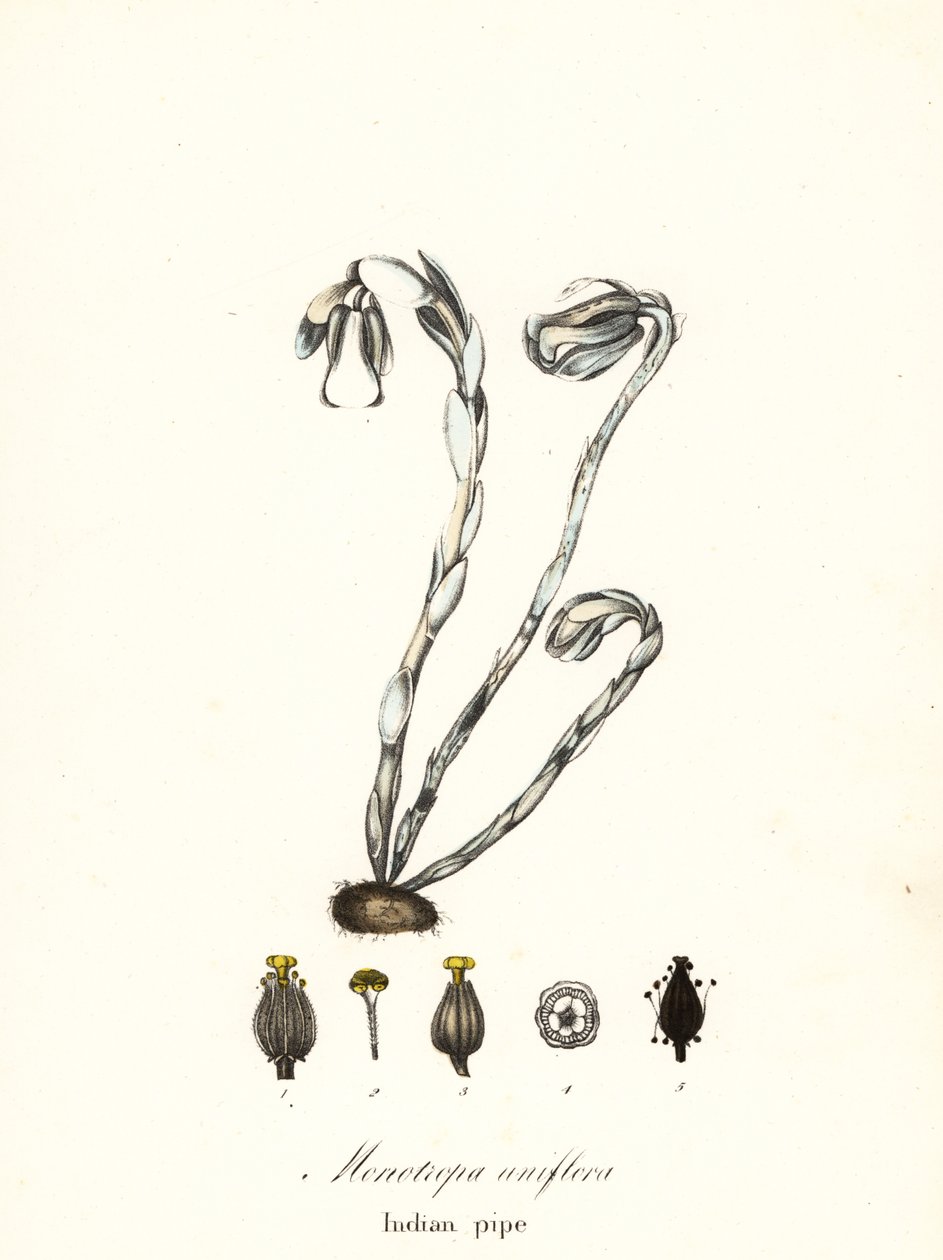 ゴースト プラント、ゴースト パイプ、インディアン パイプまたは死体植物、Monotropa uniflora 作： エンディコットエンディコット
