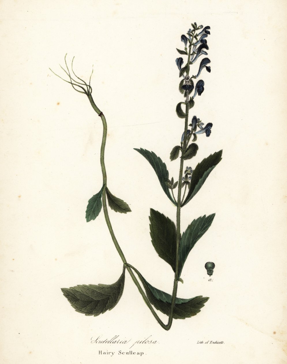 毛むくじゃらのスカルキャップ、Scutellaria elliptica (Scutellaria pilosa) 作： エンディコットエンディコット