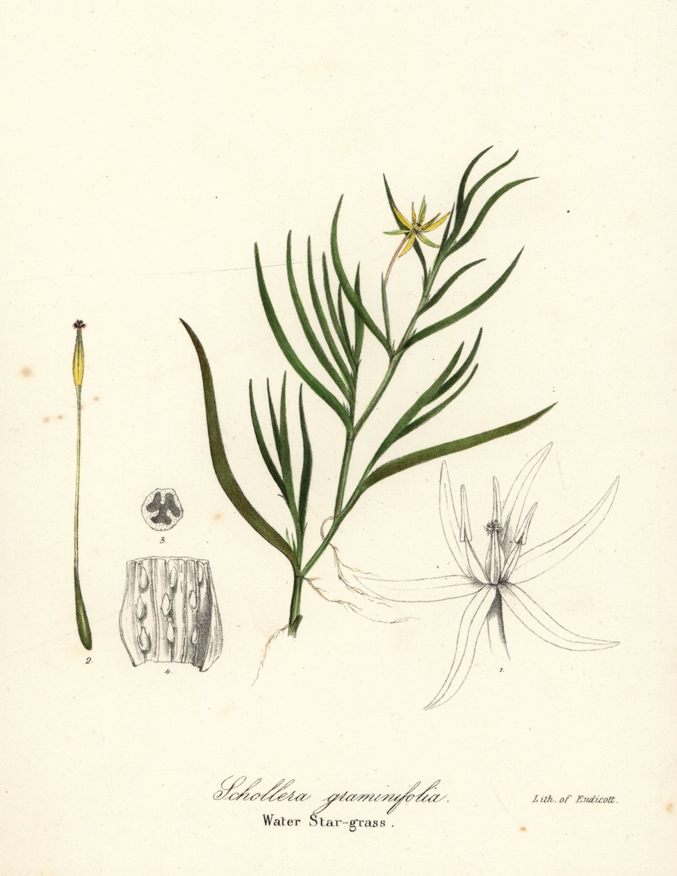 泥オオバコまたはウォーター ヒヤシンス、Heteranthera dubia (ウォーター スターグラス、Schollera graminifolia) 作： エンディコットエンディコット