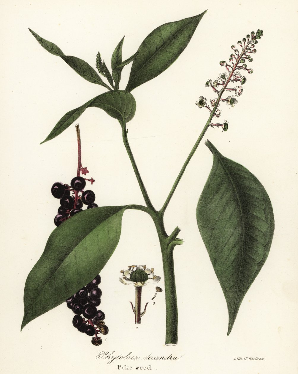 ヤマモモ、Phytolacca americana (Phytolaca decandra) 作： エンディコットエンディコット