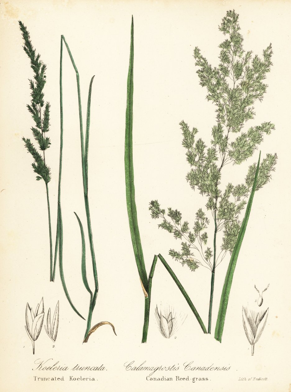 プレーリー ウェッジスケール、Sphenopholis obtusata、およびカナダのヨシ草、Calamagrostis canadensis 作： エンディコットエンディコット