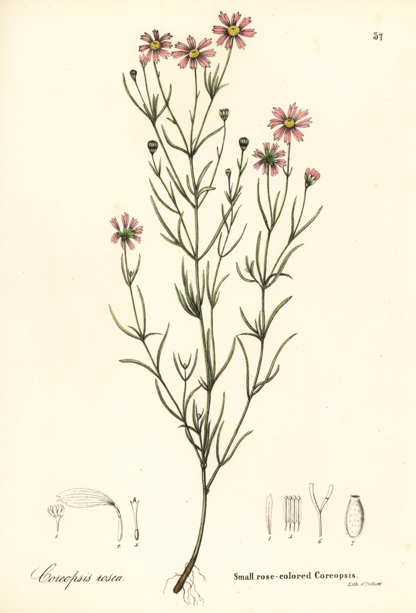 小さなバラ色のコレオプシス、Coreopsis rosea 作： エンディコットエンディコット
