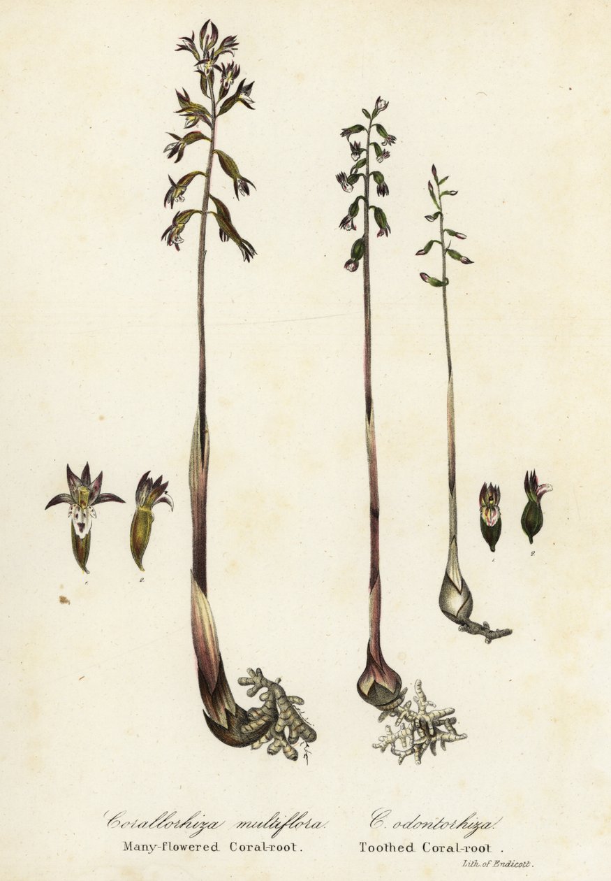 斑点のあるサンゴの根、Corallorhiza maculata、および秋のサンゴの根、Corallorhiza odontorhiza 作： エンディコットエンディコット
