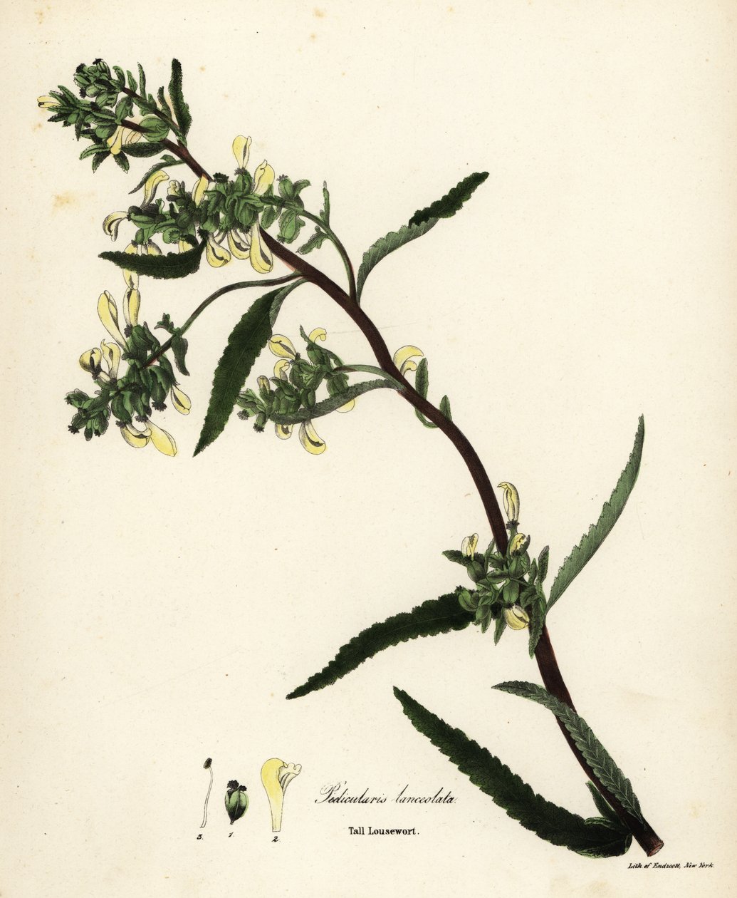 背の高いシラミまたは沼シラミ、Pedicularis lanceolata 作： エンディコットエンディコット