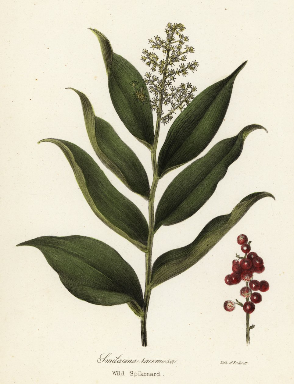 Treacleberry、Maianthemum racemosum (ワイルド スパイクナード、Smilacina racemosa) 作： エンディコットエンディコット