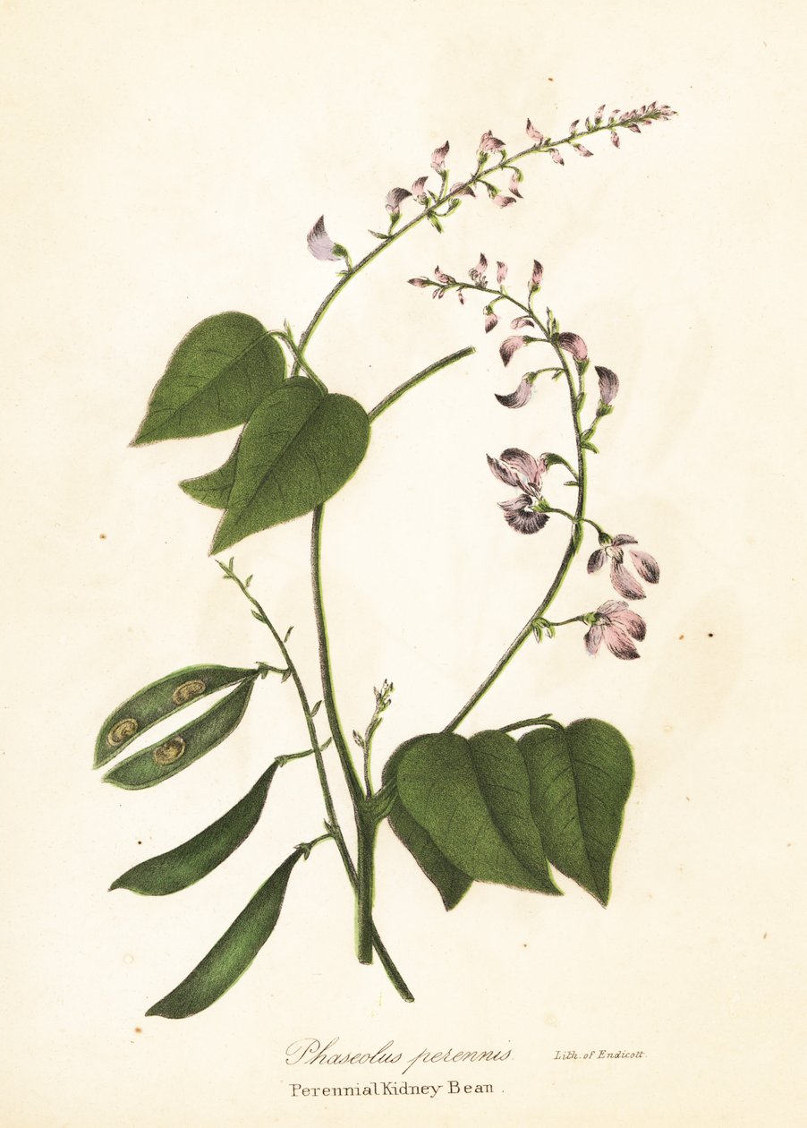 野生のインゲンマメ、Phaseolus polystachios (多年生インゲンマメ、Phaseolus perennis) 作： エンディコットエンディコット