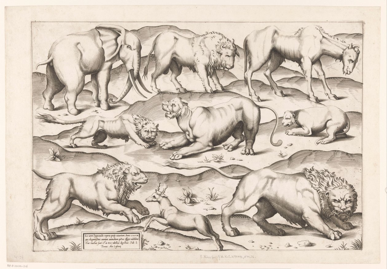 9匹の野生動物 アンティーク壁画の動物たち（シリーズタイトル） Speculum Romanae Magnificentiae (シリーズ名) 作： エネア・ヴィーコ（帰属）