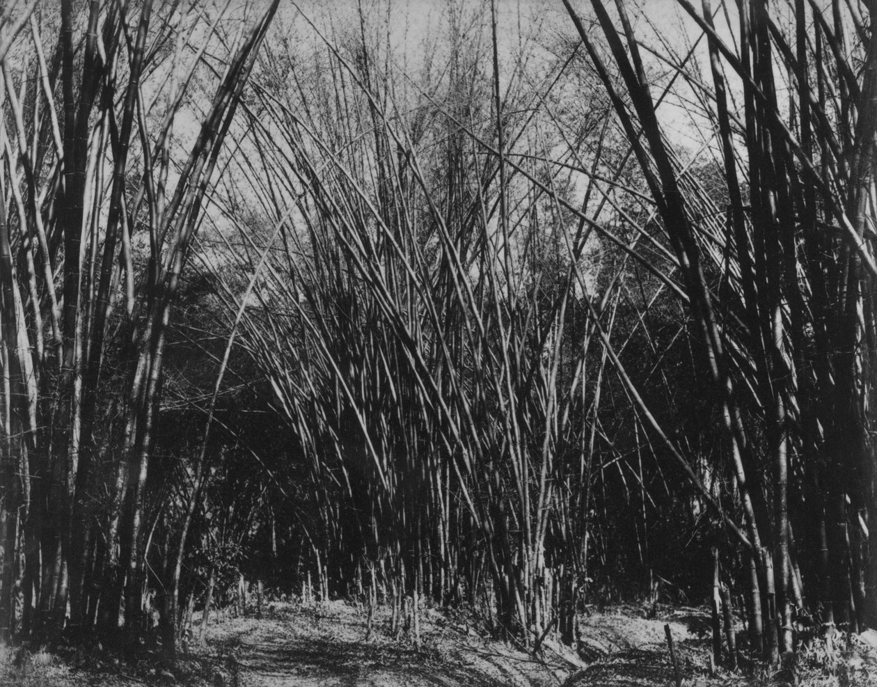 竹の塊、トリニダード、1891年頃 作： 英語の写真家