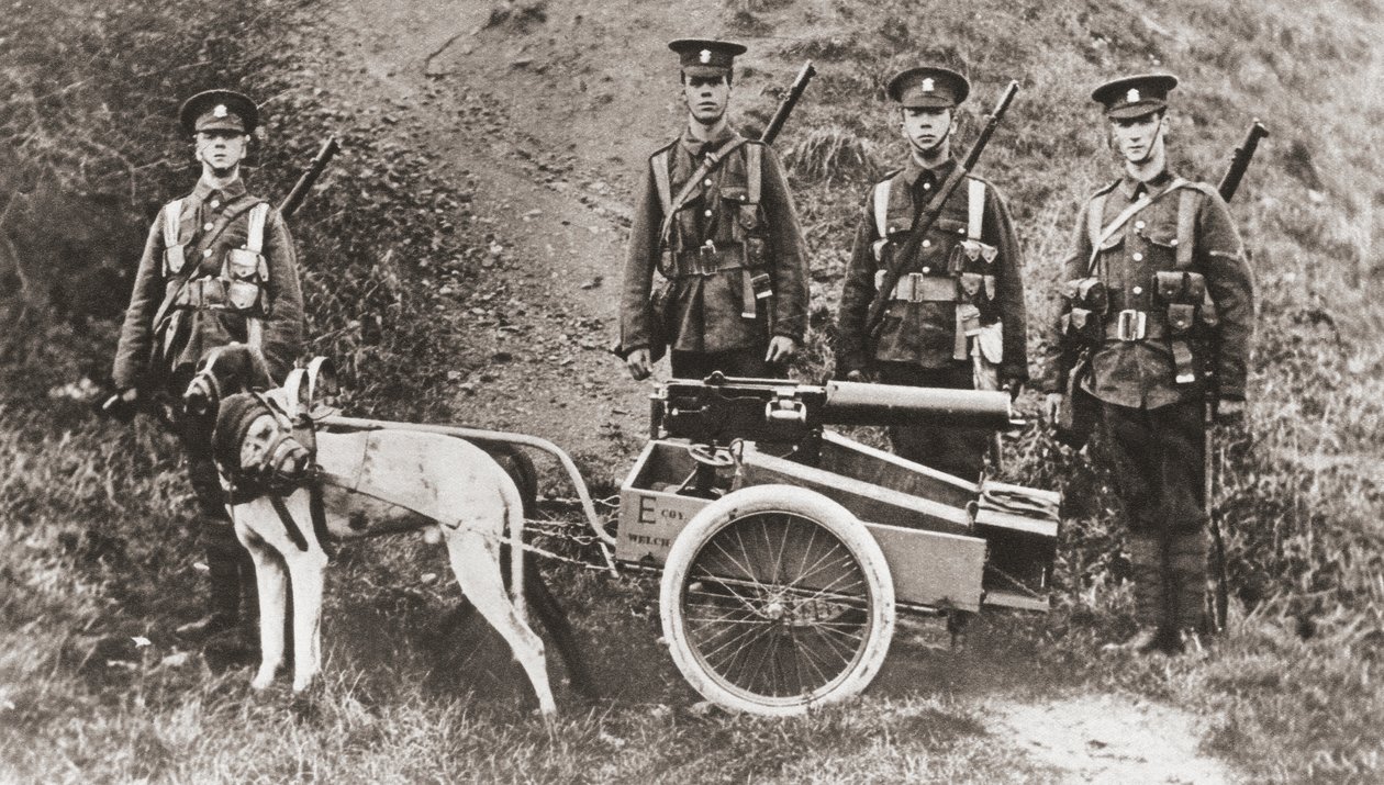 1915年の「イラストレイテッドウォーニュース」より、第一次世界大戦中に犬を使って機関銃を引くイギリス軍 作： 英語の写真家