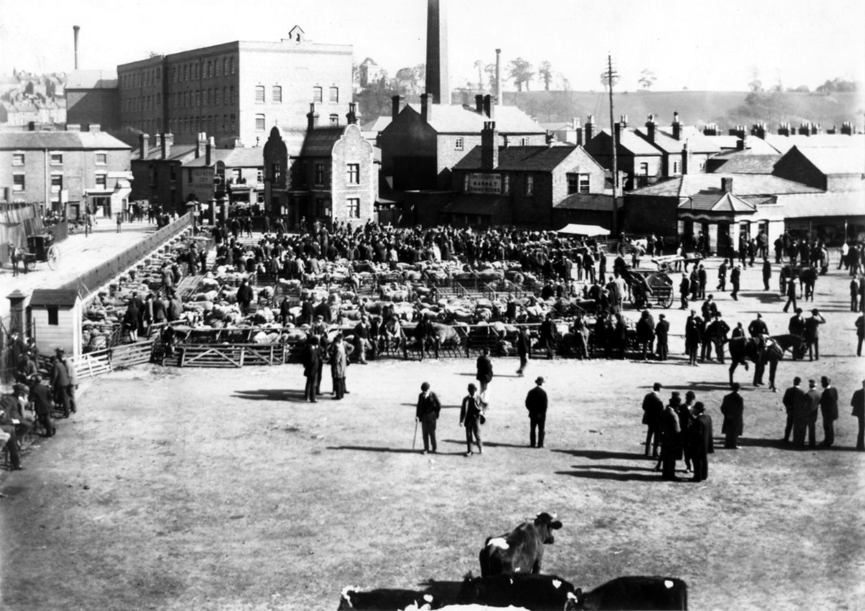 牛と卸売市場、Kidderminster、1900 作： 英語の写真家