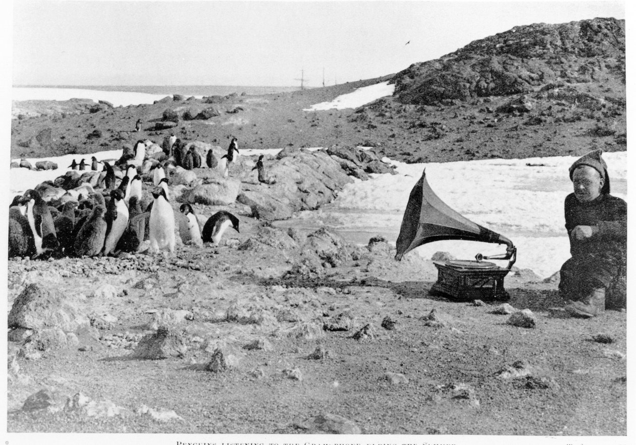 Shackletons 1907-09南極探検中に蓄音機を聞いているペンギン、1909年に出版されたShackleton（1874-1922）によるThe Heart of the Antarcticから 作： 英語の写真家