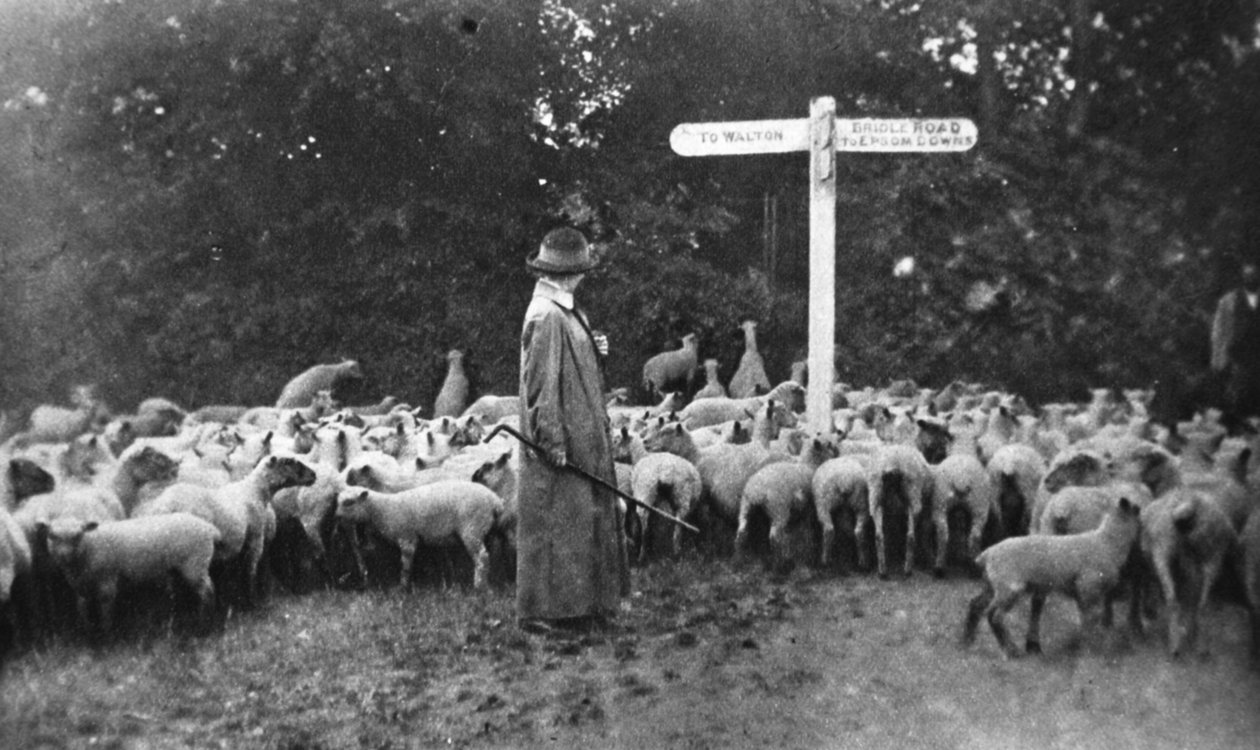絵のような戦争の仕事：1916年7月5日、イラストレイテッドウォーニュースの女性羊飼い 作： 英語の写真家