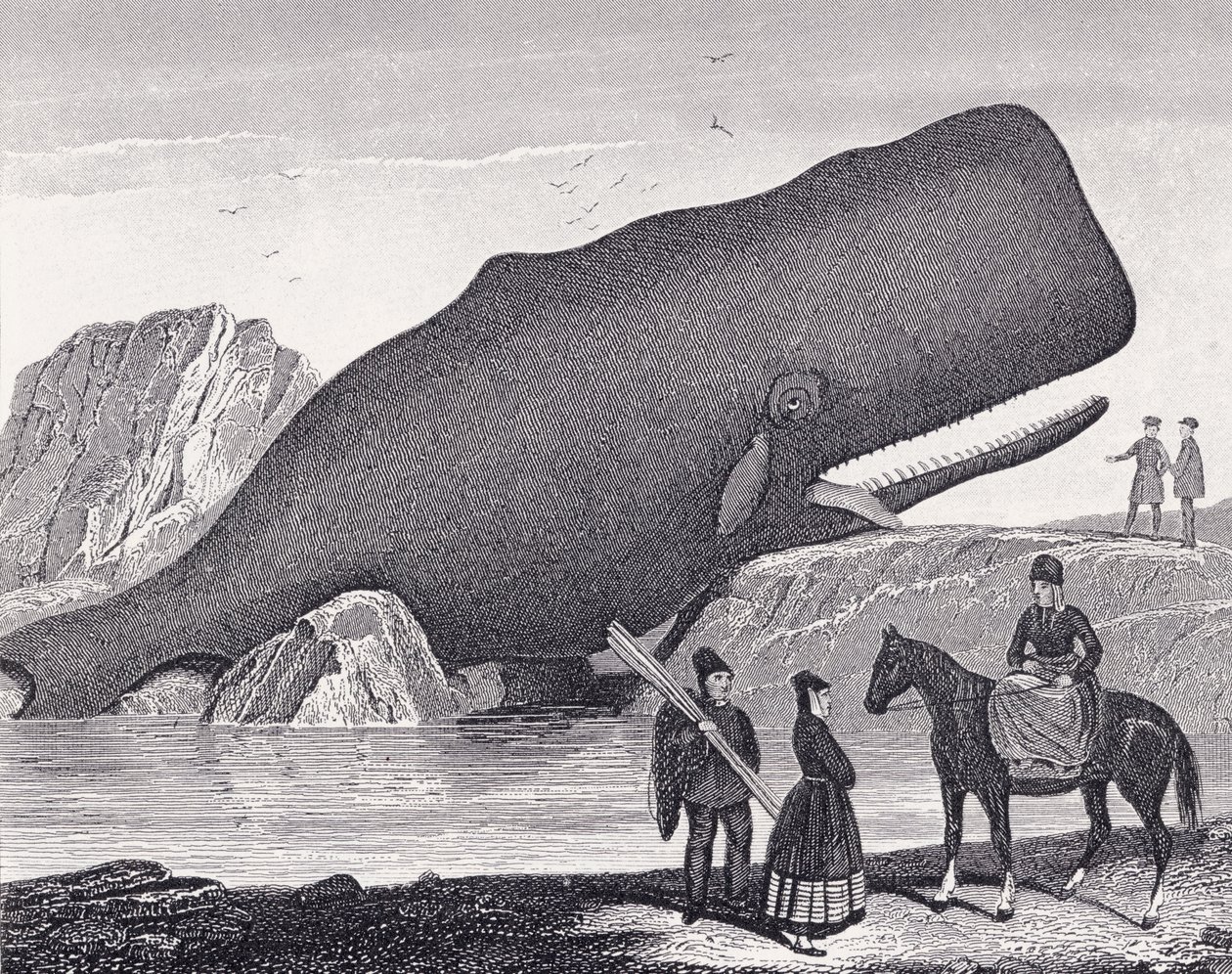 浜辺のマッコウクジラ 作： 英語学校