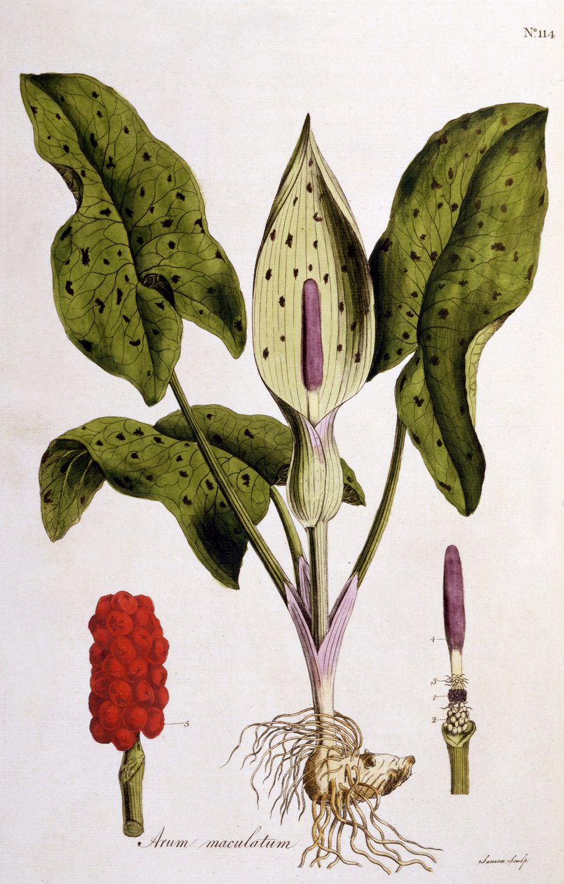 Arum Maculatum、William CurtisによるFlora Londiniensisのプレート114が1775年に公開されました（手書きの彫刻） 作： 英語学校