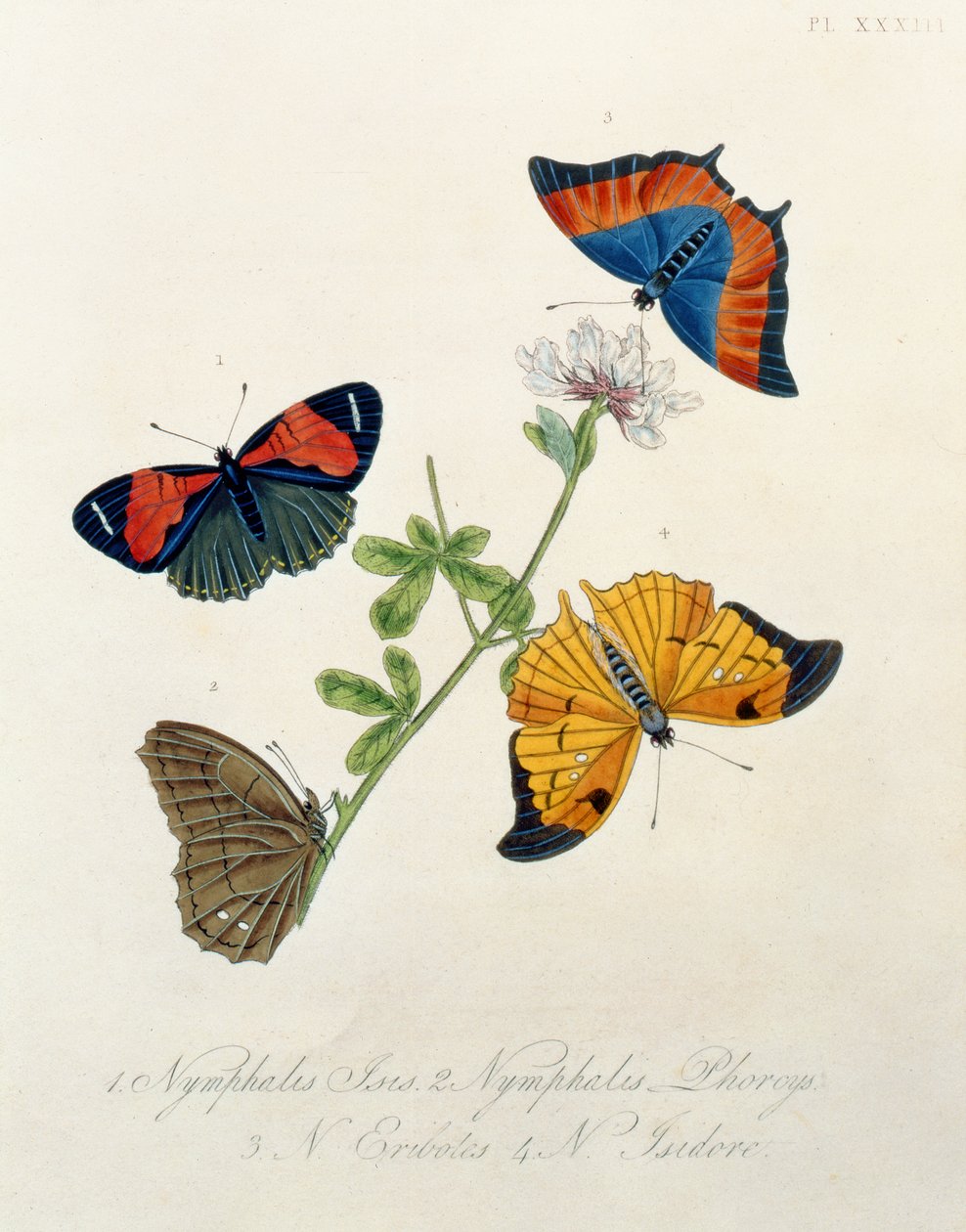 エドワード・ドノバン（1768-1837）によるインドの昆虫からの蝶 作： 英語学校
