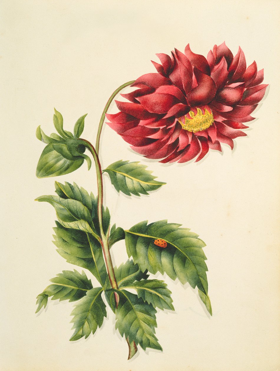 菊、イギリスの植物の写本、花から、1840年頃（wc） 作： 英語学校