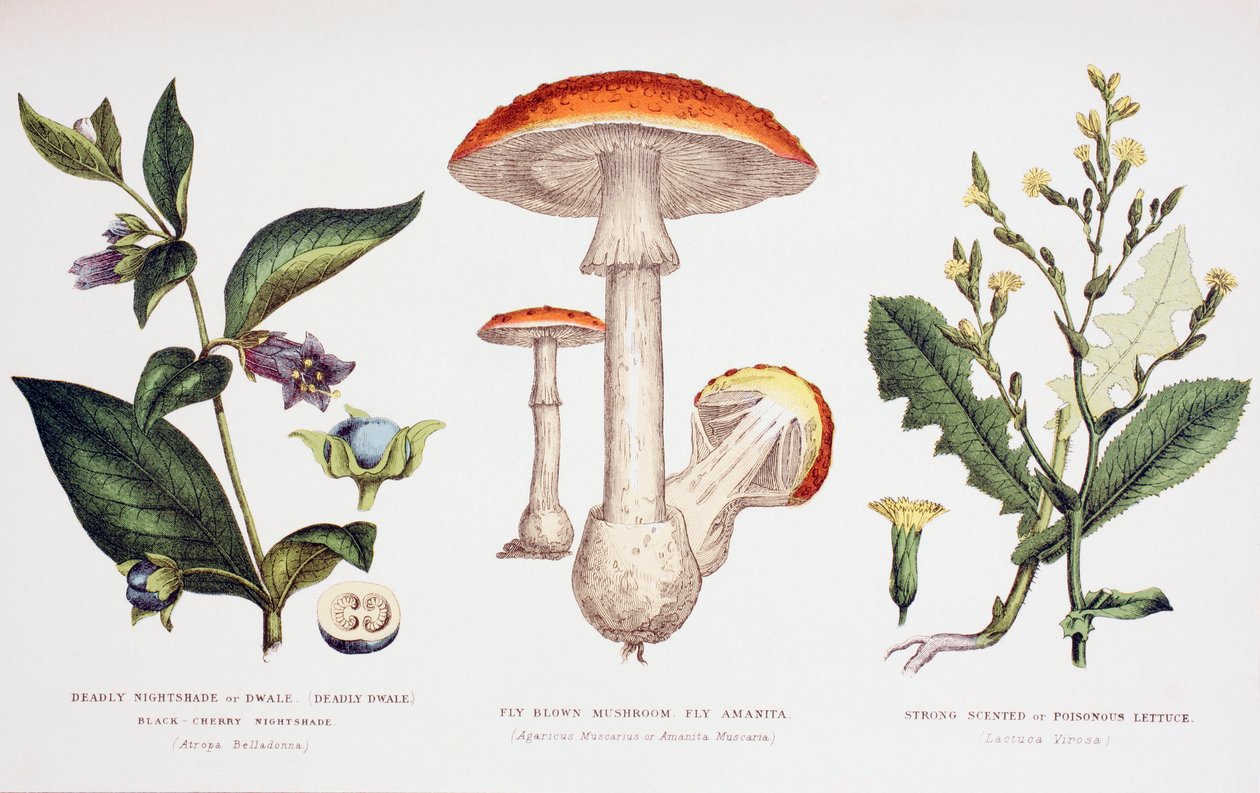 一般的な有毒植物、1890年頃 作： 英語学校