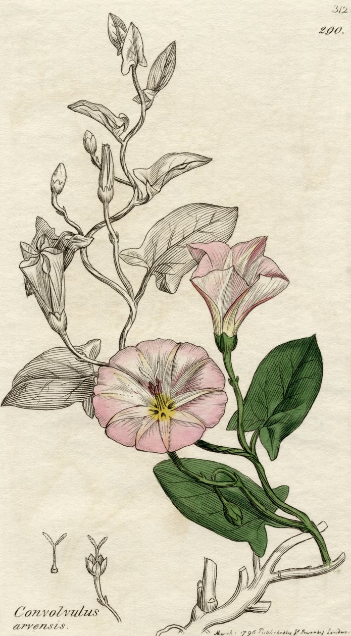Concolvulus Arvensis、1796年にロンドンで出版 作： 英語学校