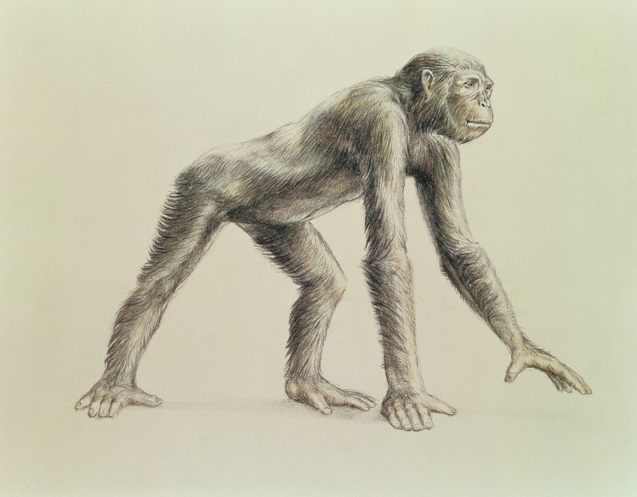 アフリカのドライオピテカス 作： 英語学校