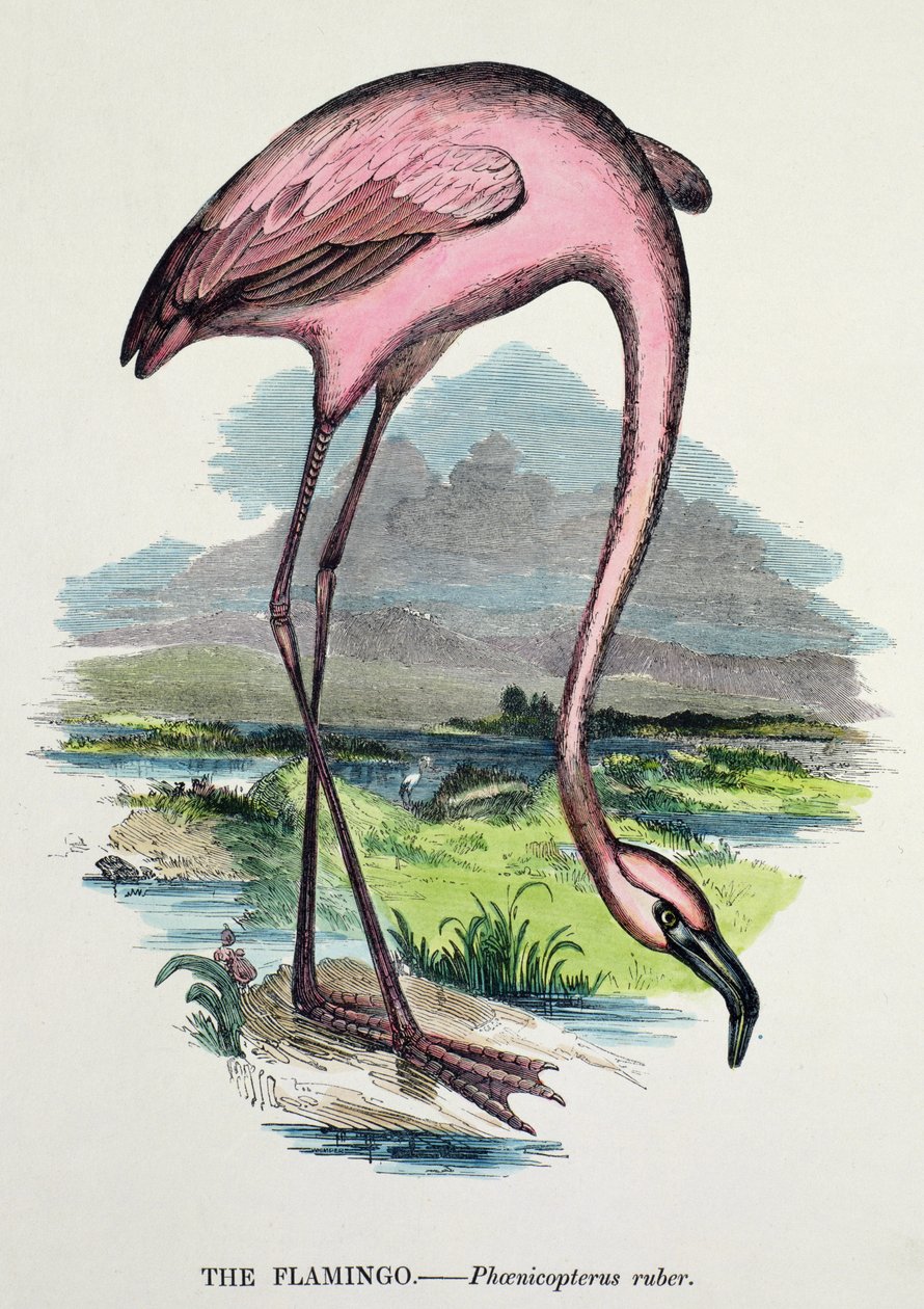 フラミンゴ（Phoenicopterus Ruber） 作： 英語学校