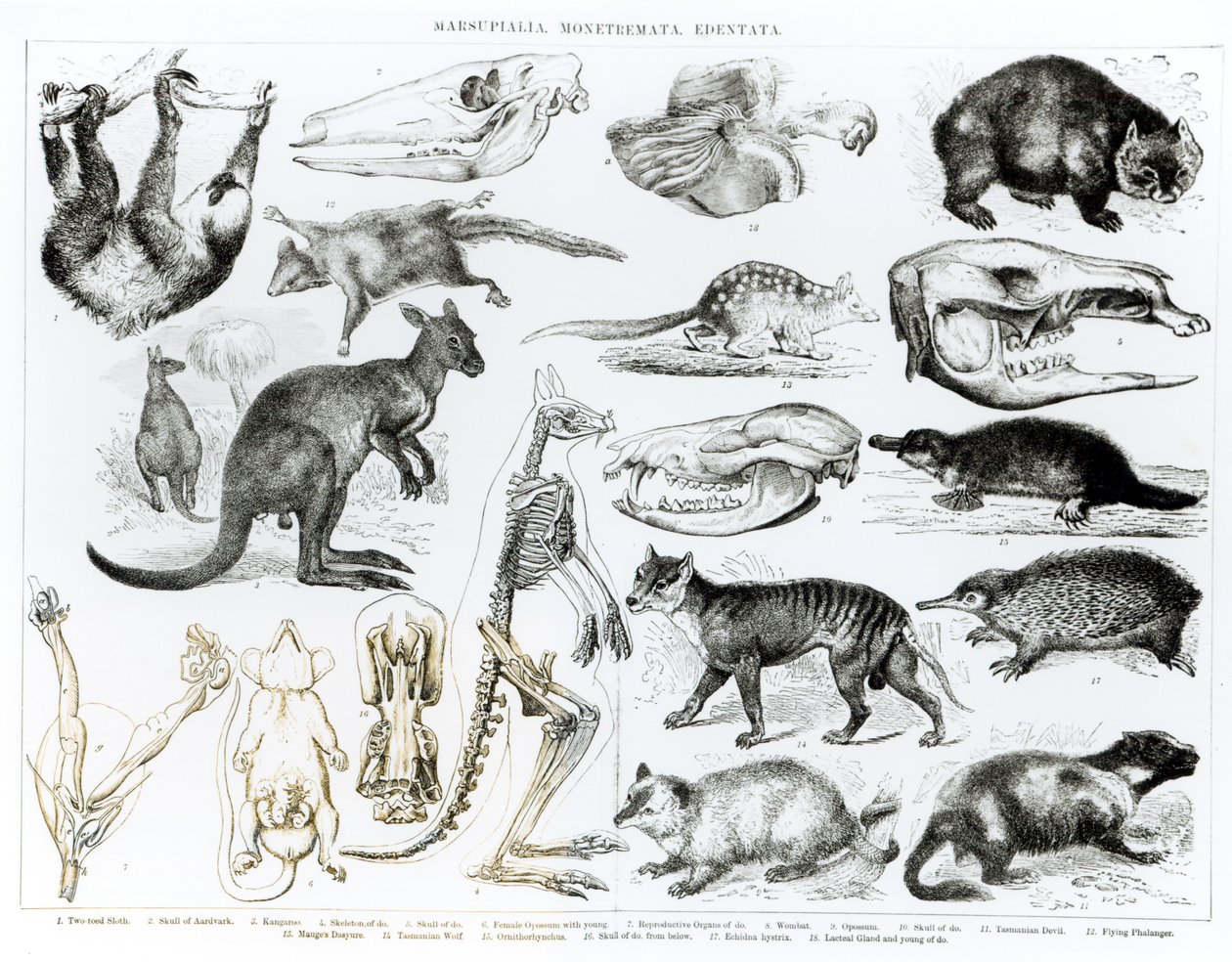 Marsupialia、Monetremata、Edentata 作： 英語学校