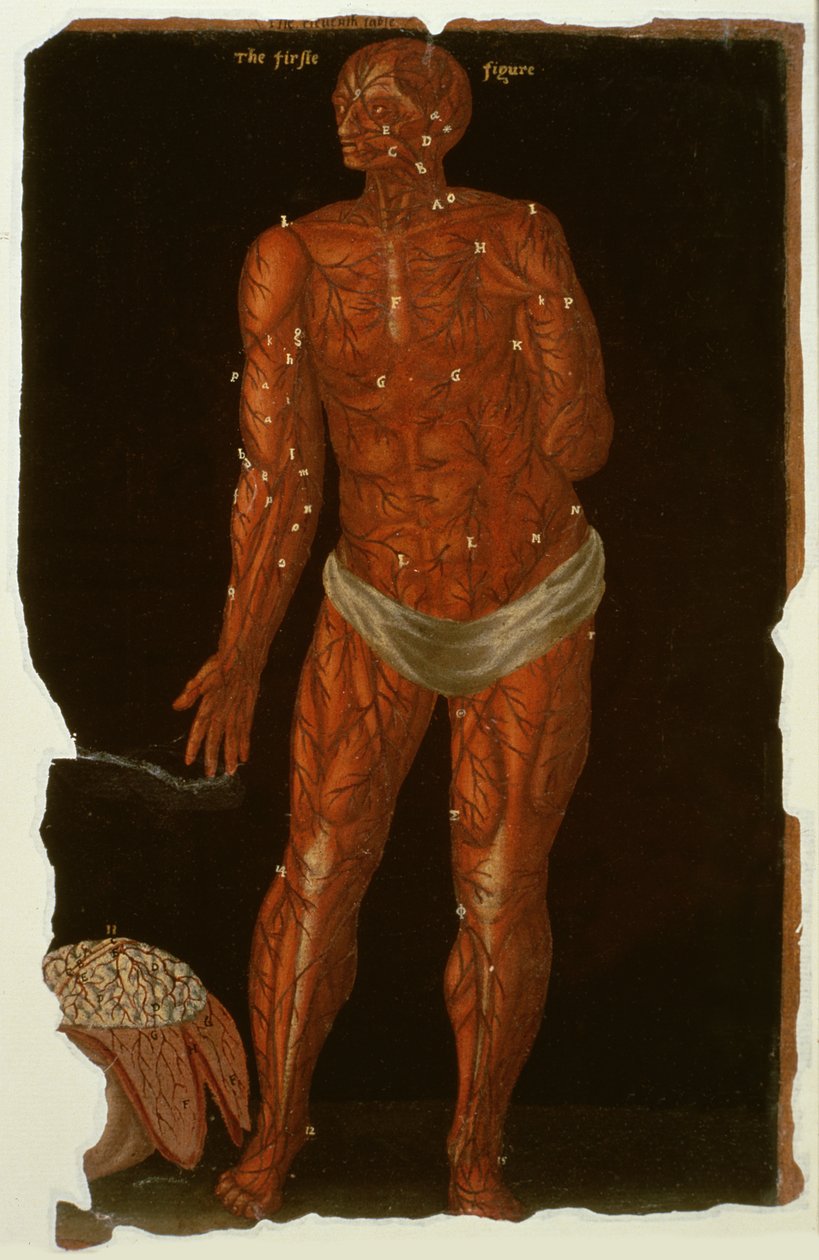 Ms Hunter 364 Table XI Dissection、from Anatomical Tables、by John Banister（1540-1610）（oil on brown paper） 作： 英語学校