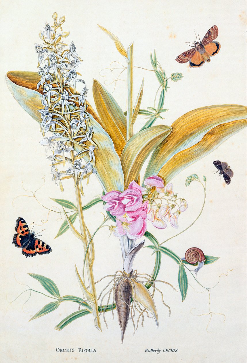 蘭：Bifolia（Butterfly Orchid）、版画、1860年頃 作： 英語学校