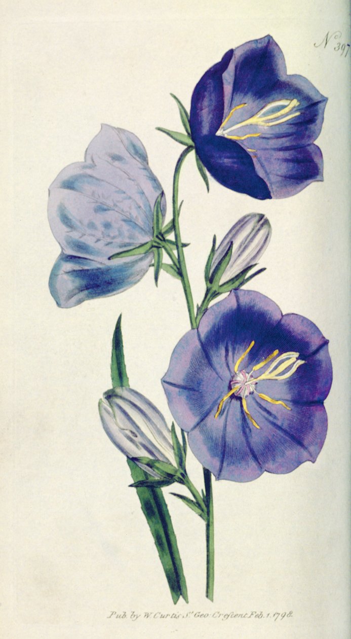 桃色のベルフラワーまたはカンパニュラ（Campanula persicifolia var。maxima）、William Curtis The Botanical Magazine（またはFlower Garden Display）のプレート397、パブ。 1792 作： 英語学校