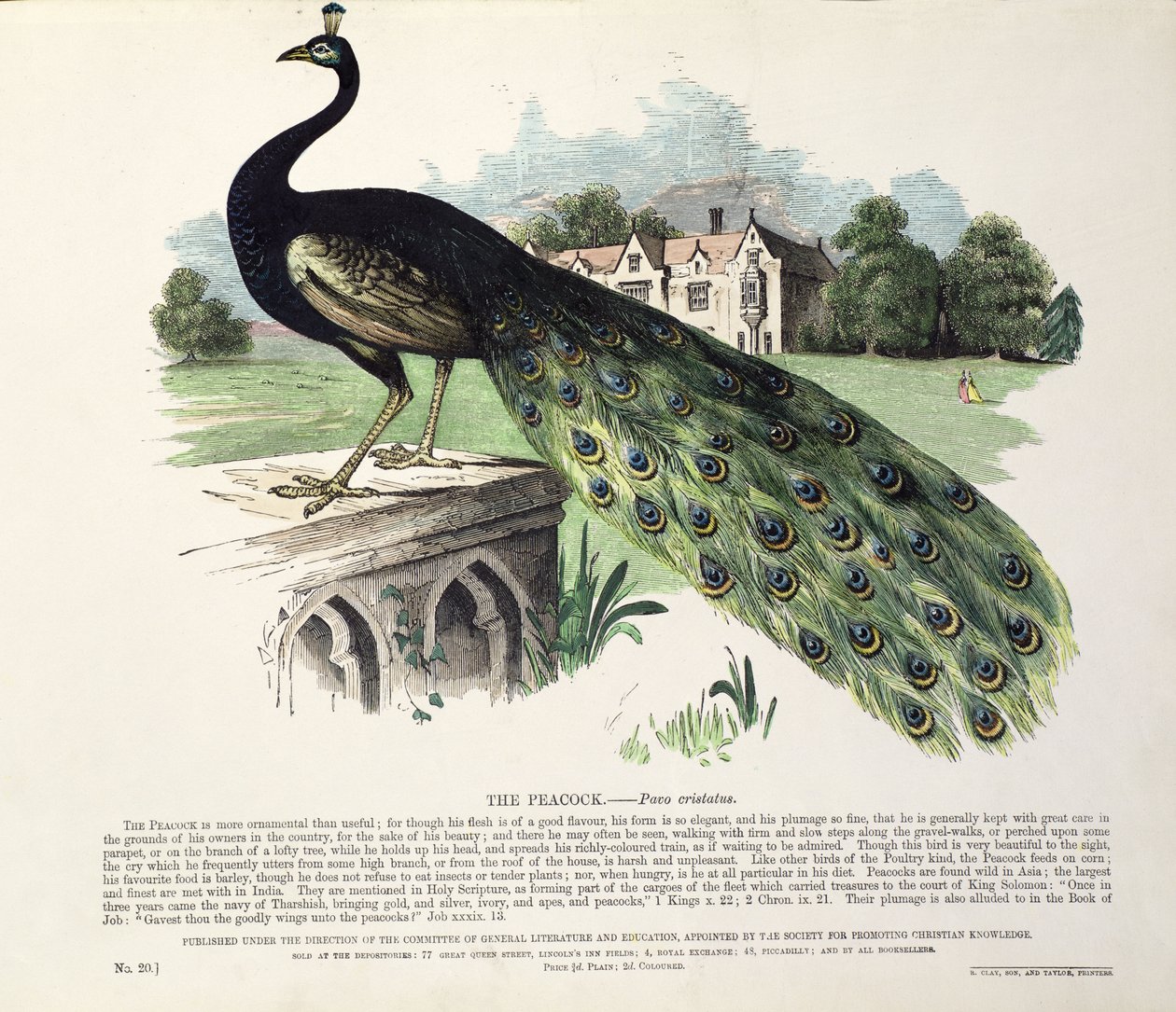 孔雀（Pavo Cristatus） 作： 英語学校