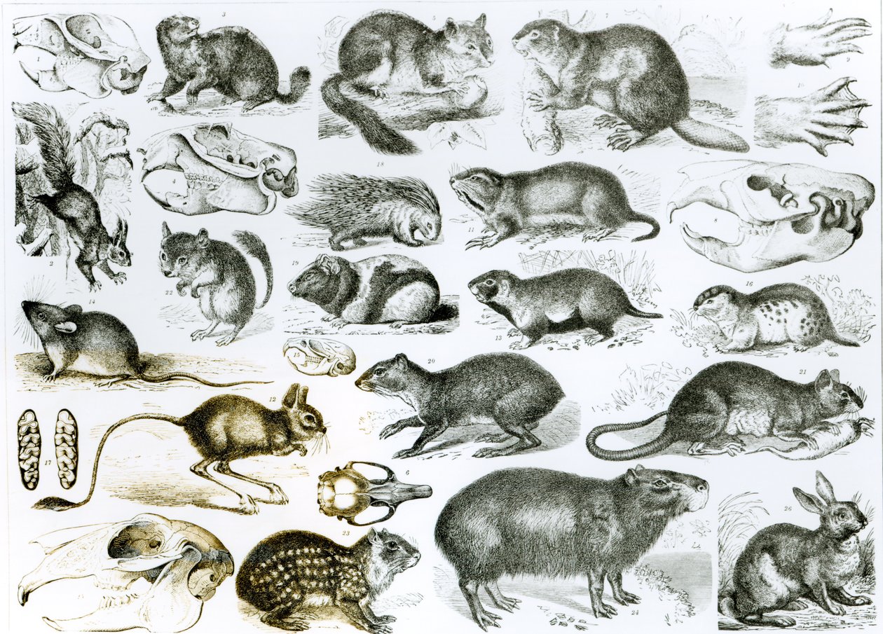 げっ歯類-げっ歯類またはかじる動物 作： 英語学校
