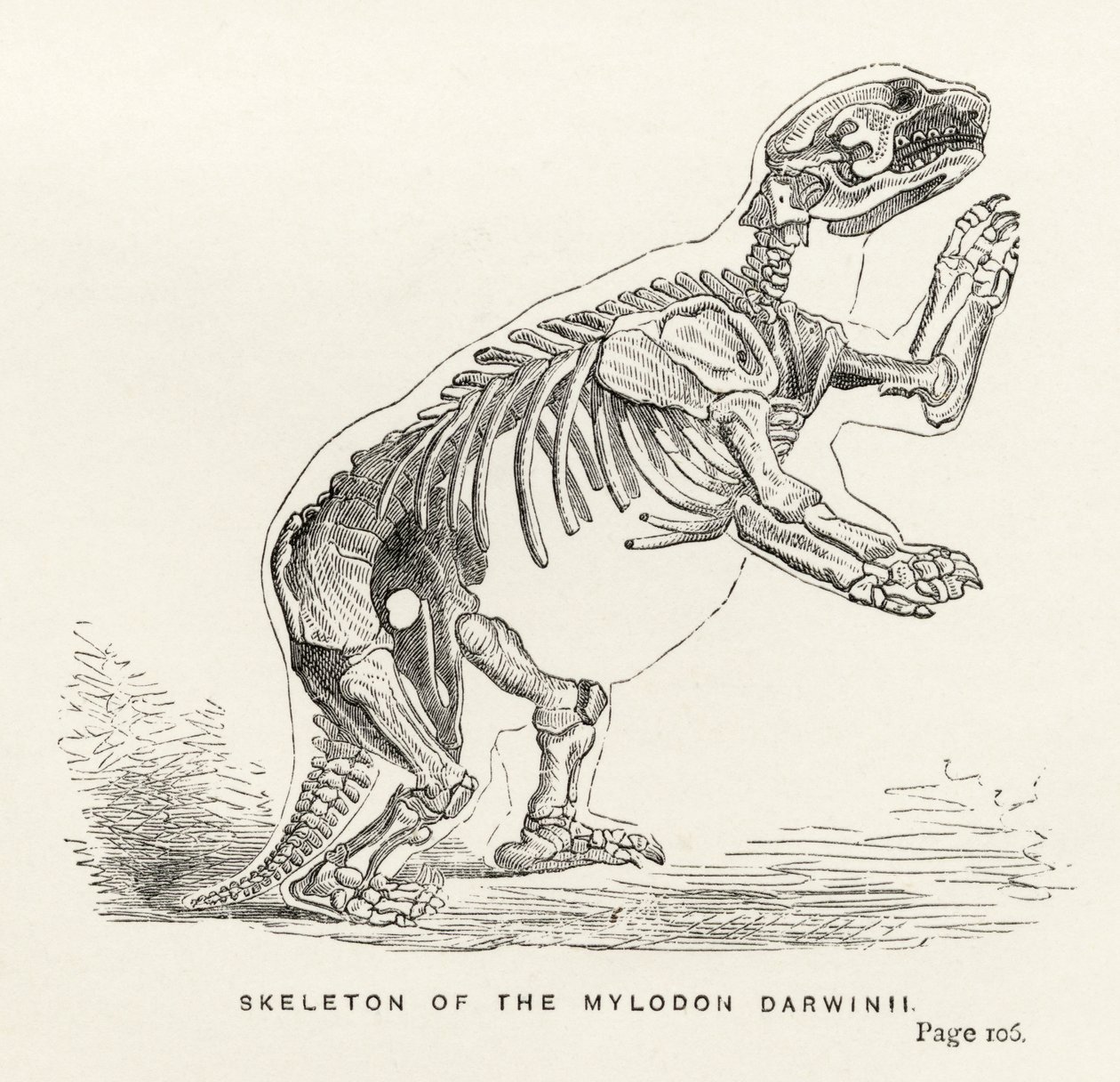 チャールズダーウィン（1809-82）による「ジャーナルオブリサーチズ」のミロドンダーウィニーの骨格 作： 英語学校