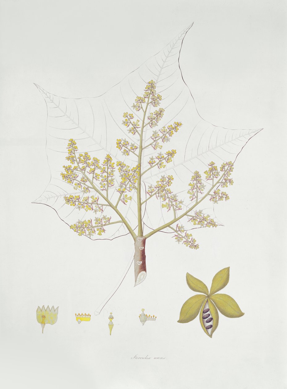 Sterculia Urens（カラー彫刻） 作： 英語学校