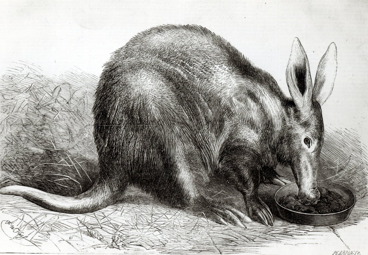 ピアソンによって刻まれた「The Illustrated London News」の動物学協会の庭園、リージェンツパークのケープアリイーターは、 作： 英語学校