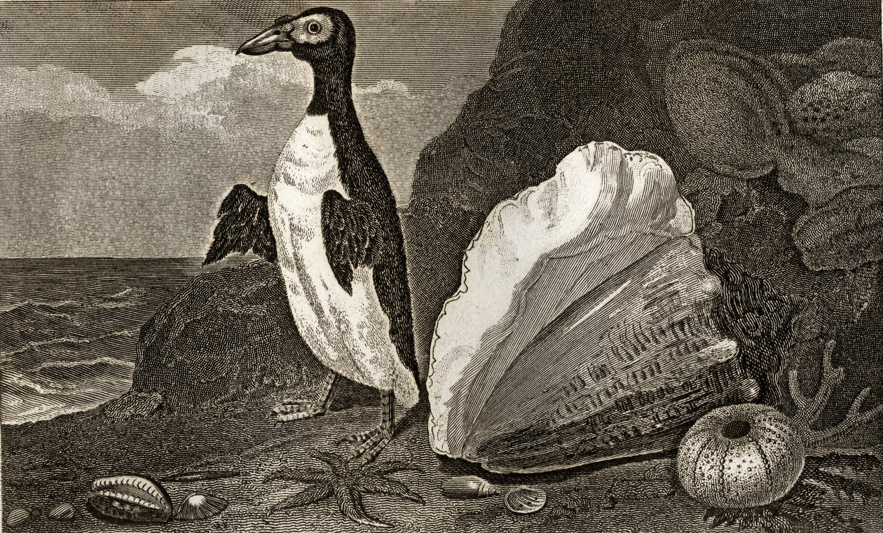 巻き貝やその他の貝殻やスポンジが付いたペンギン 作： 英語学校
