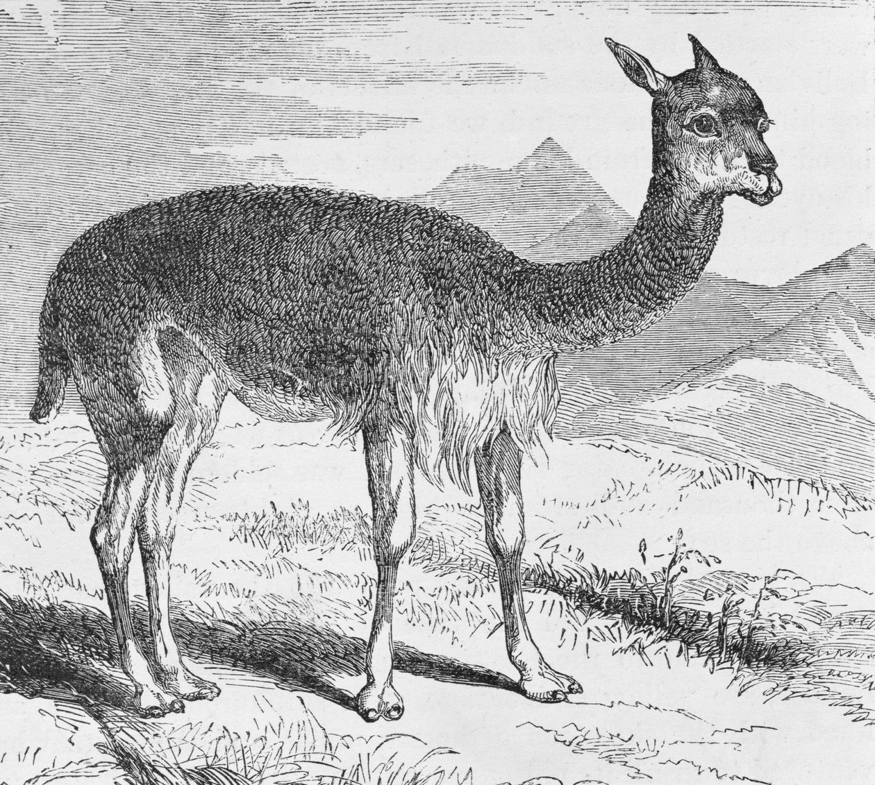 リオデアズフレのビクーニャ。E。George Squierによる「インカの国の旅と探検の事件」から。 1878年 作： 英語学校