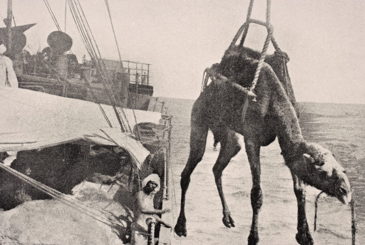 1916年にロンドンで出版された「The War Illustrated Album deLuxe」から、1915年にペルシャ湾の船から陸にラクダを移動 作： 英語学校