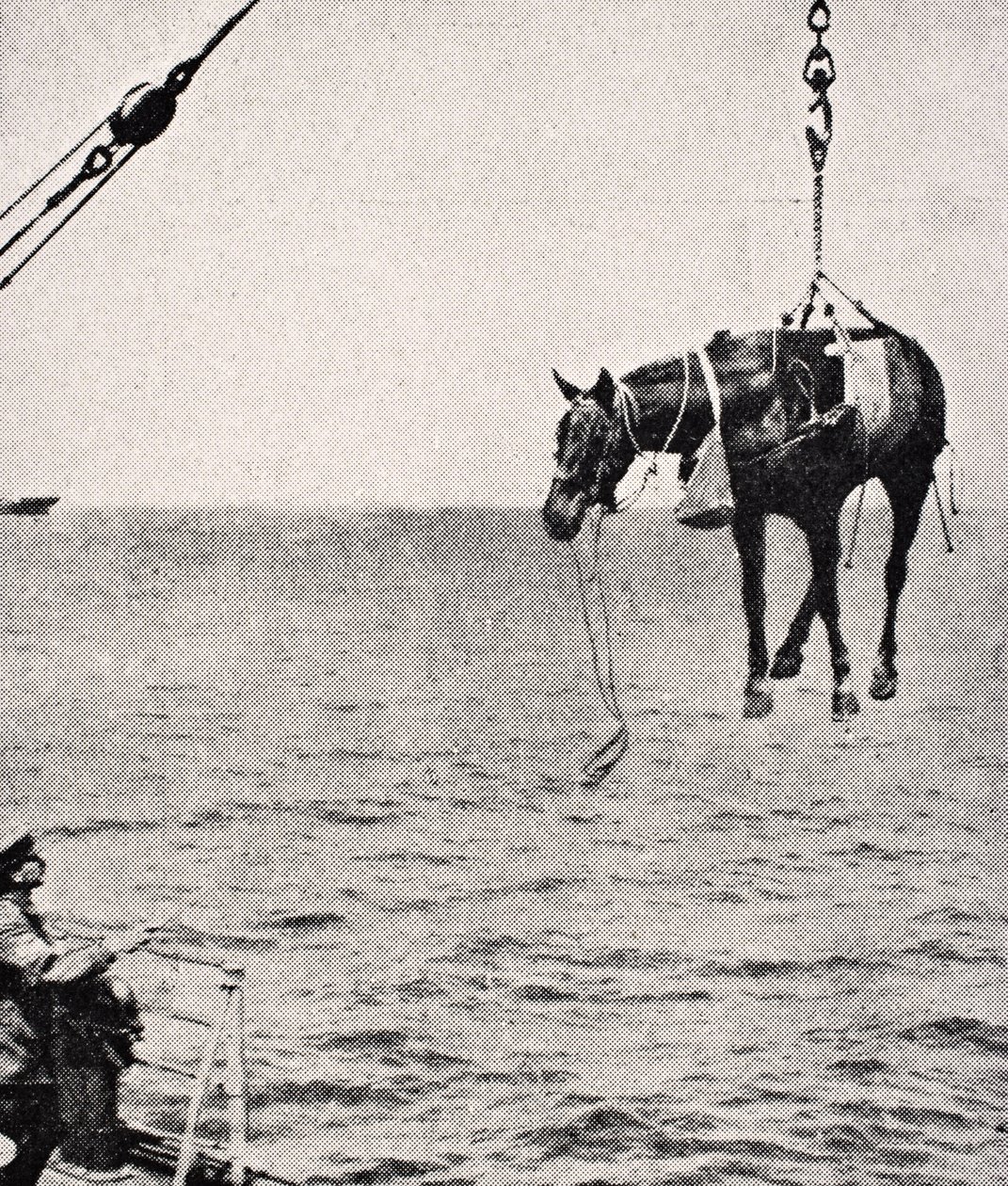1916年にロンドンで出版された「The War Illustrated Album deLuxe」から、1915年にペルシャ湾の船から陸に馬を移す 作： 英語学校