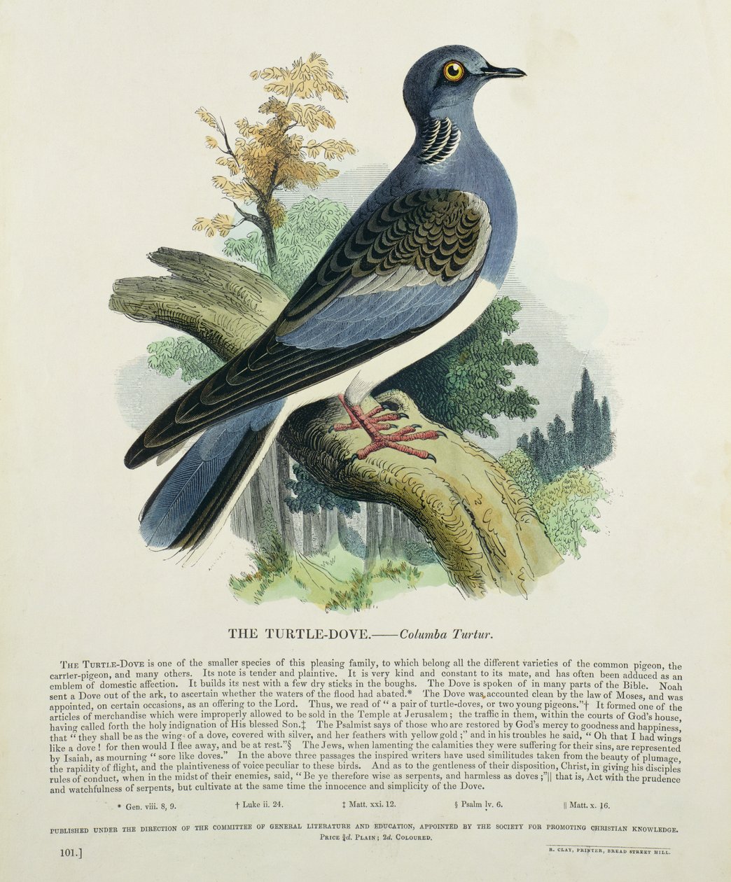 Turtle-Dove（Columba Turur） 作： 英語学校