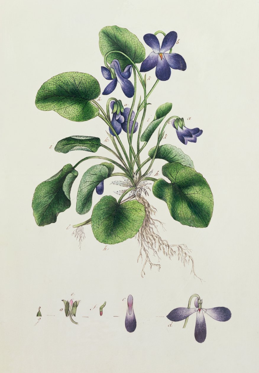 スミレ、植物学のアルバムc.1830のページ 作： 英語学校