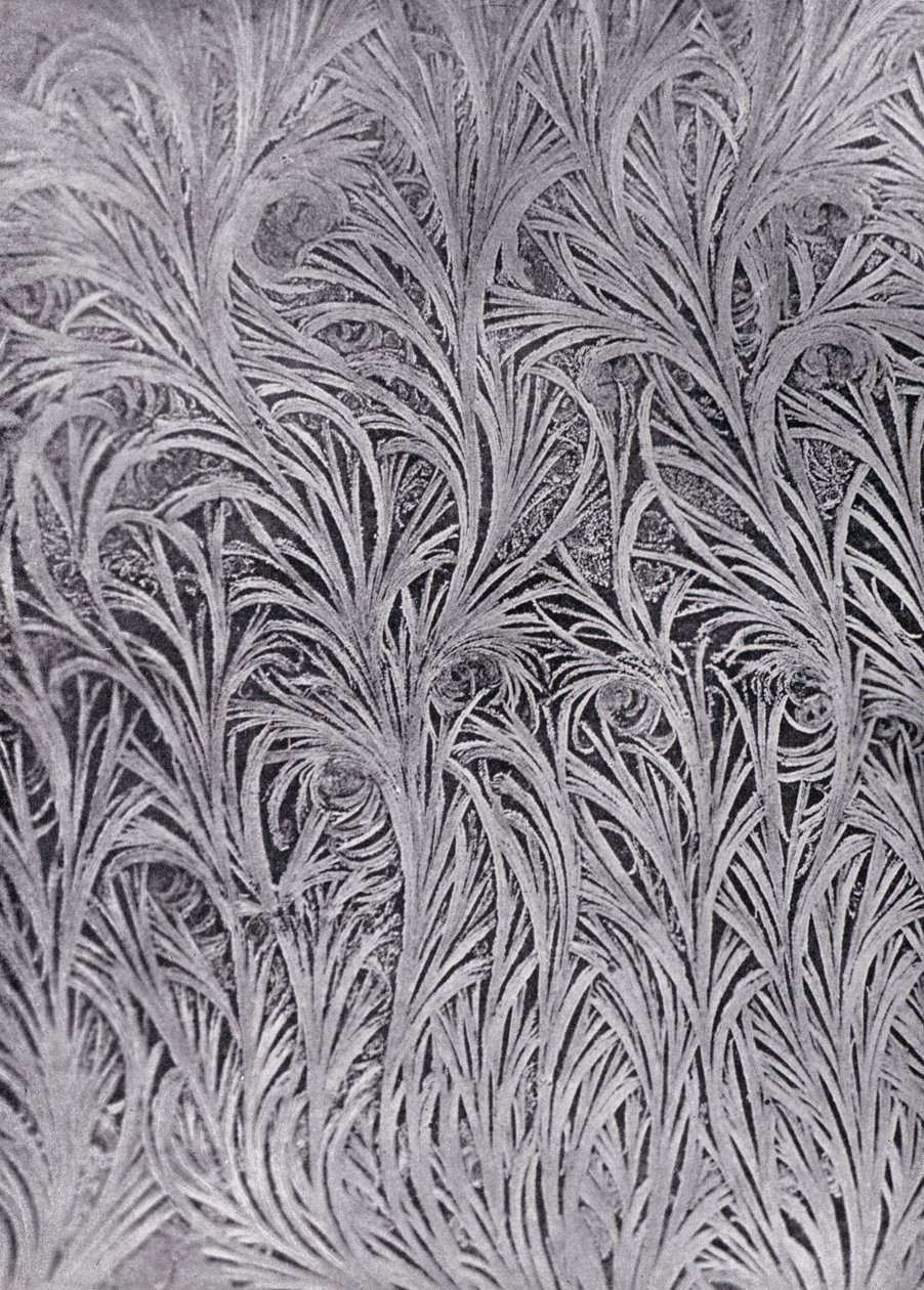霜の結晶の窓ガラス研究（モノクロ写真） 作： 英語の写真家