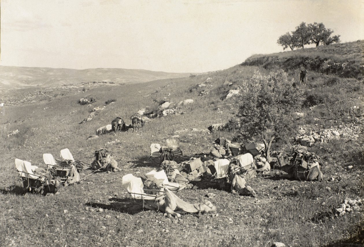 救急隊のラクダ、1916-19年頃（モノクロ写真 作： 英語の写真家