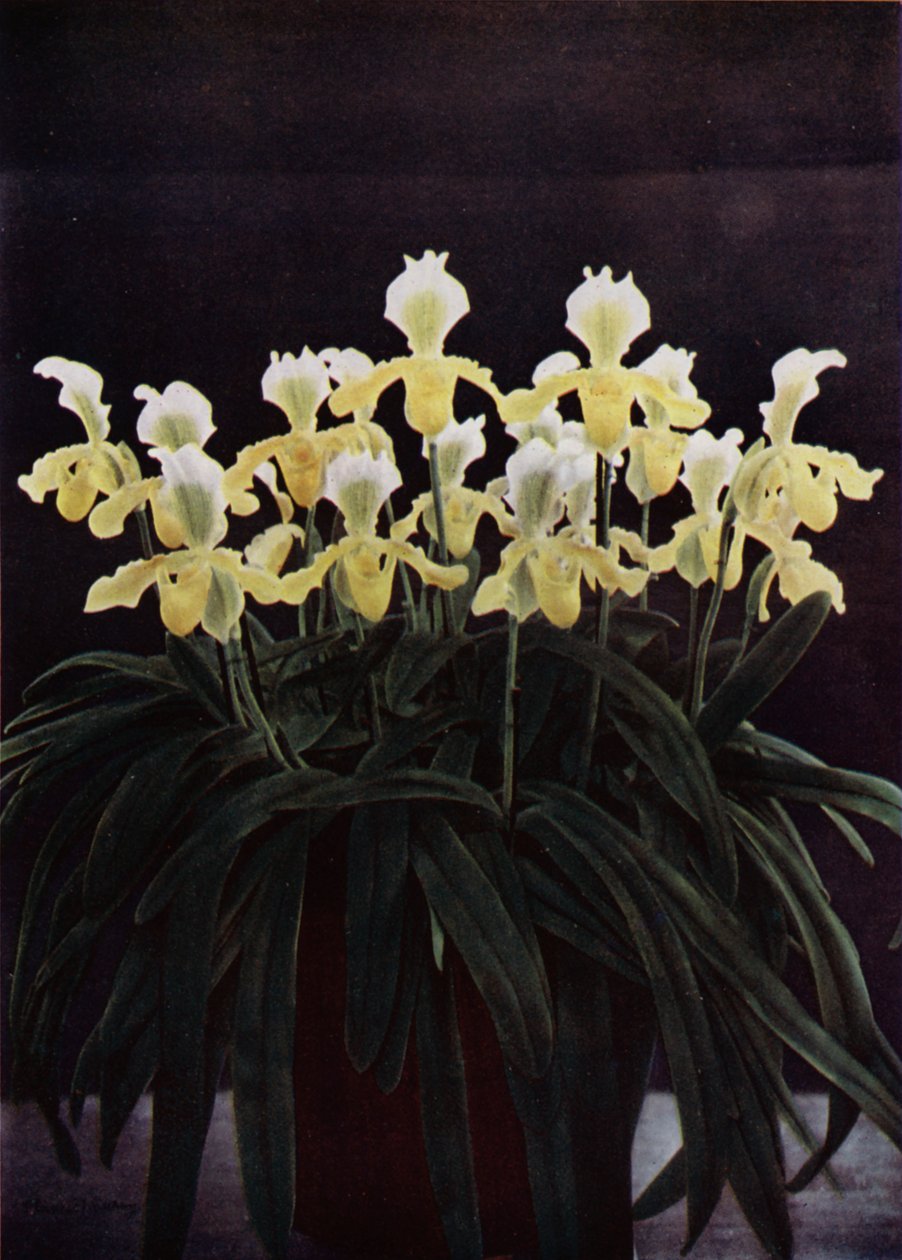 Cypripedium Insigne Sanderae（カラー写真） 作： 英語の写真家