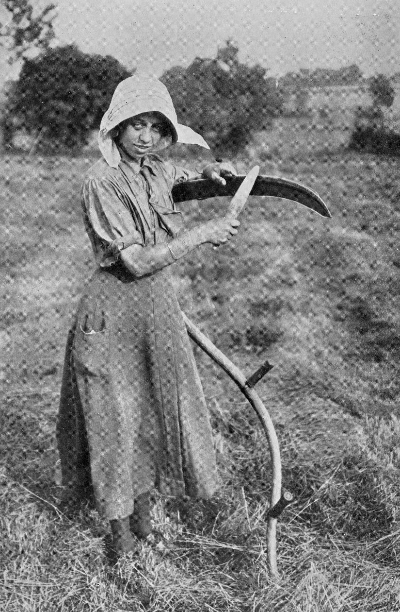 収穫-農民を助けるレスターウィメンズボランティアリザーブのメンバー、戦争事務所の写真、1916年 作： 英語の写真家